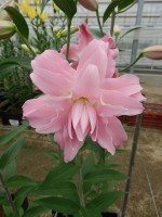 [5639 VH69 Ploypan No02.JPG]